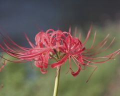 Tapeta Nature Flowers 577.jpg